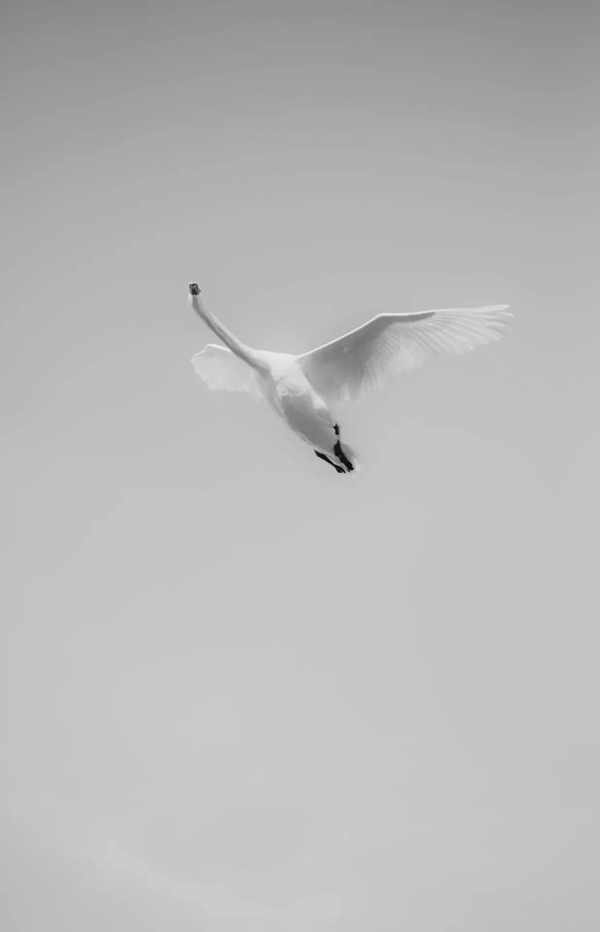 Gallery-Air-Freedom-Img_1.jpg